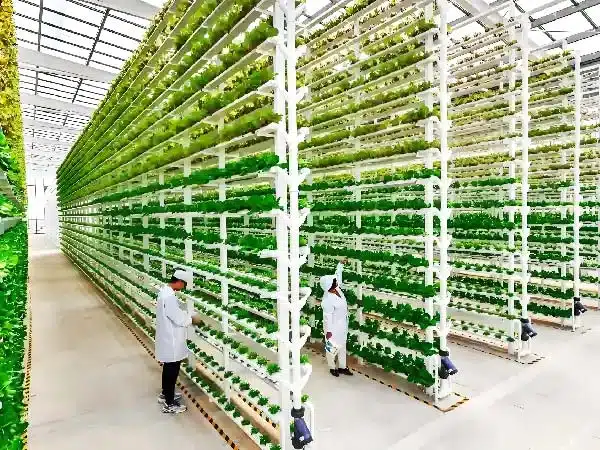 Vertical Hydroponic Lettuce Greenhouse