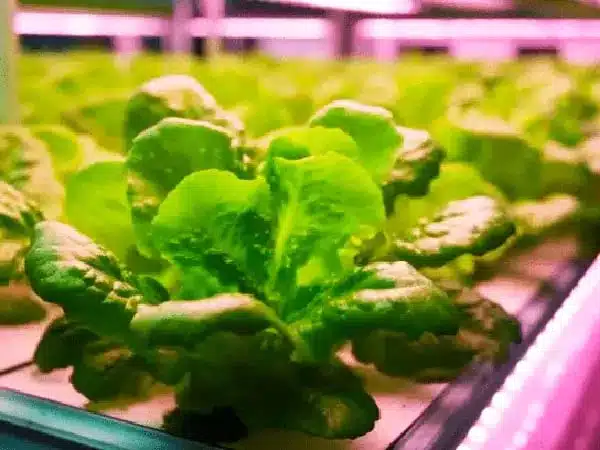 Crops under simulated light in Indoor Farming