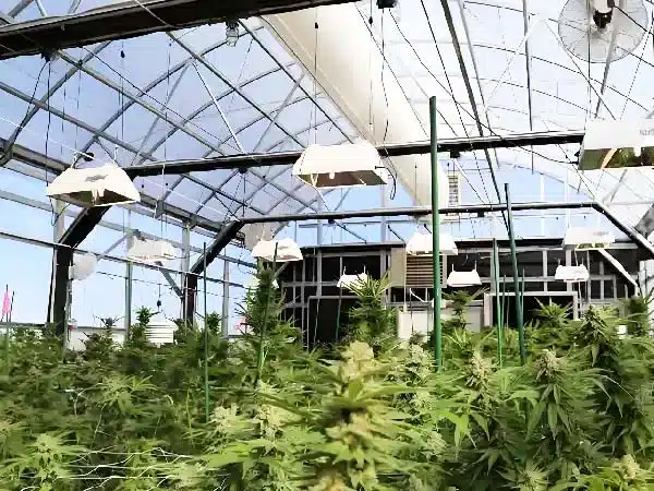 Light deprivation cultivation with natural sunlight and controlled systems