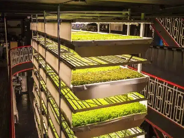 Seedling cultivation under Indoor Farming