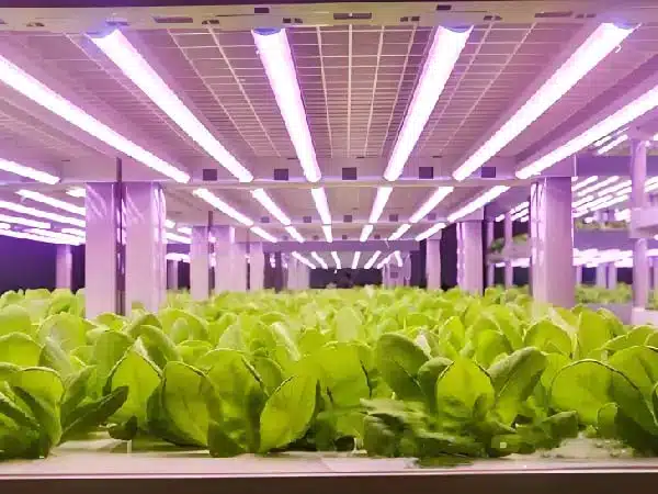 Simulated lighting in Indoor Farming