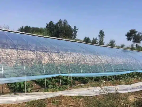 Commercial Polytunnel