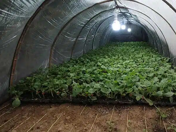 Low tunnel for nursery