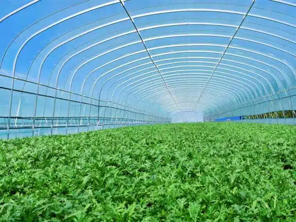 Polytunnel for vegetable planting