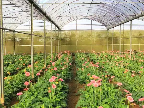 Growing Flowers in Poly Greenhouse