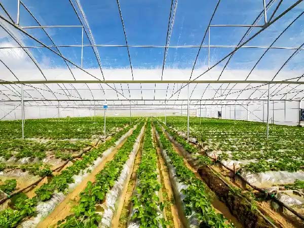 Large-Span of Gutter Connected Poly Greenhouse