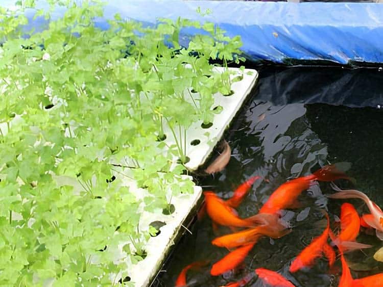 Aquaponics