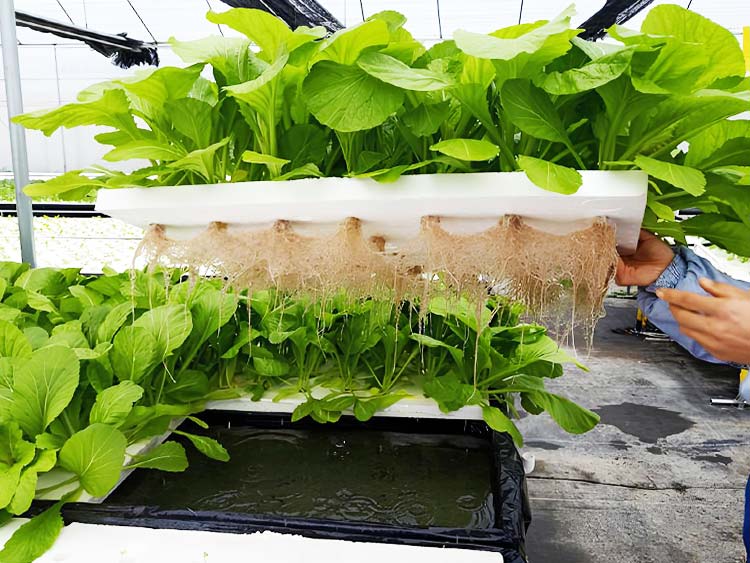 Deep Water Culture (DWC)