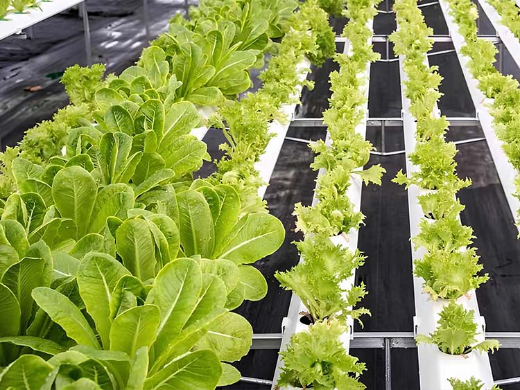 Nutrient Film Technique (NFT)