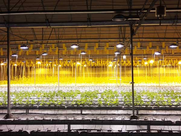 Best Grow Lights for Commercial Greenhouses