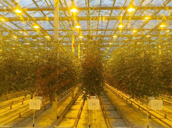 Greenhouse Lighting System - INSONGREEN