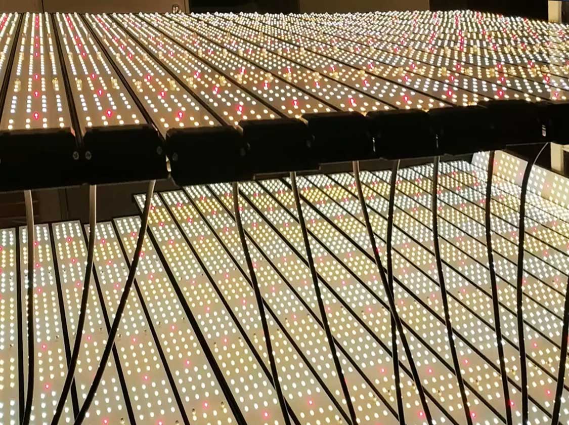 LED grow lights testing