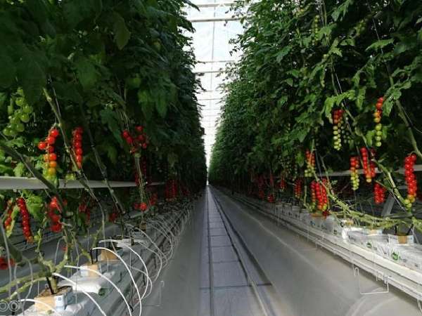A vertical greenhouse filled with ripe cherry tomatoes