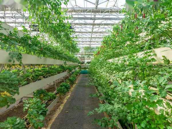 Greenhouse vertical setups tailored to different crops