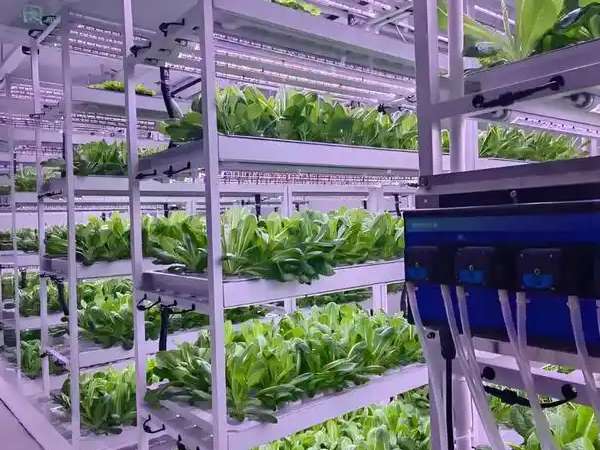 Growing without weather worries