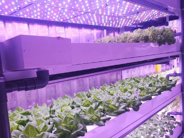 LED-lit indoor farm for leafy greens