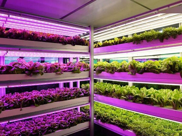 LED vegetable farm focused on leafy greens