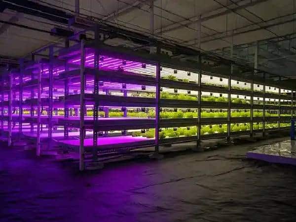 Maximizes space and water efficiency - vertical farming