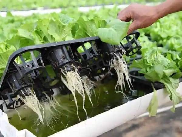 Reduced use of pesticides and chemicals