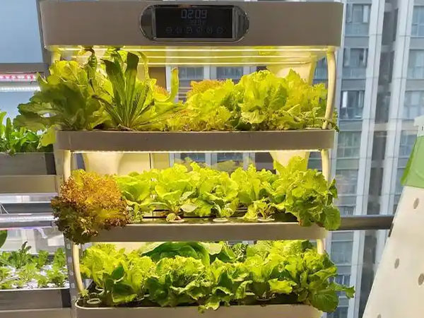 Vertical farming enthusiast growing greens on a balcony