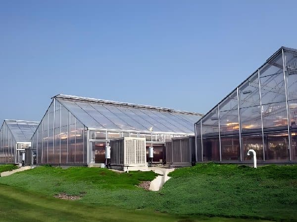 Commercial even-span greenhouse