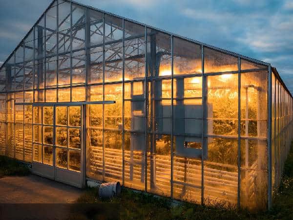 Geothermal greenhouse in Iceland