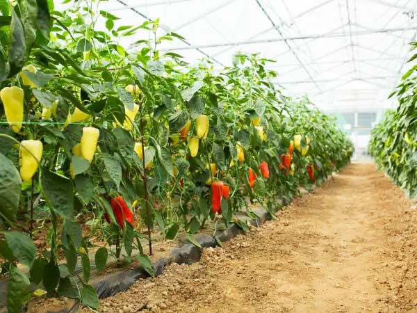 Productive pepper harvest inside a greenhouse