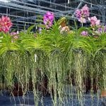 Tropical orchids thriving in a shaded greenhouse