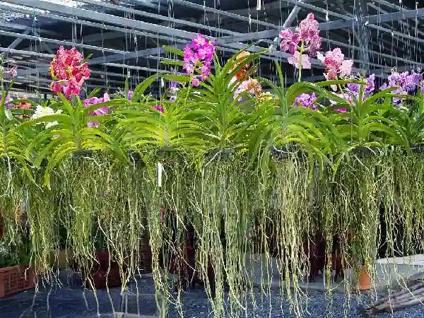 Tropical orchids thriving in a shaded greenhouse