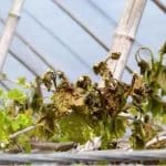 Plants inside greenhouses may suffer from heat damage