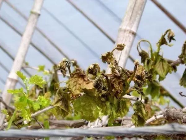 Plants inside greenhouses may suffer from heat damage