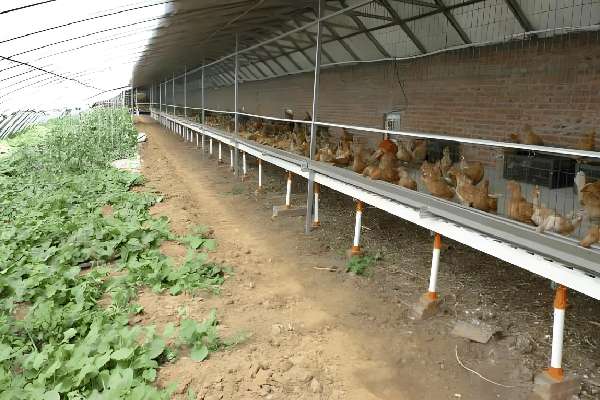 Greenhouse helps livestock through winter; livestock heat helps crops survive winter