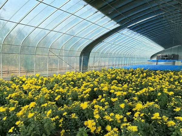 Chrysanthemums poly greenhouse