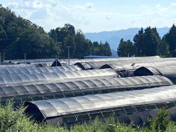 Greenhouse Blackout Ideas