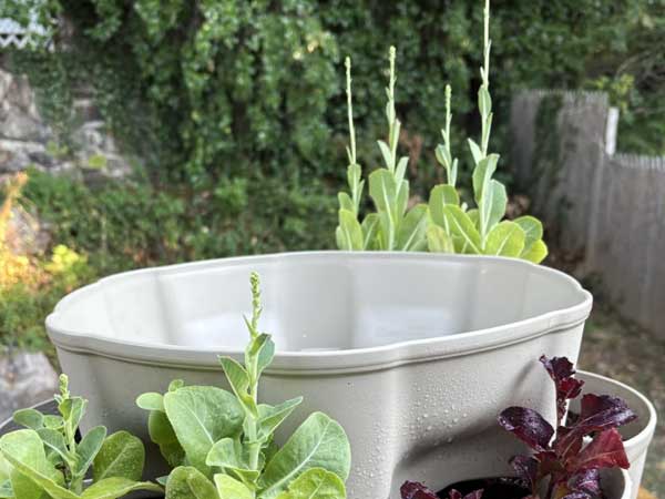 Reddit user asks for help - Lettuce is Bolting